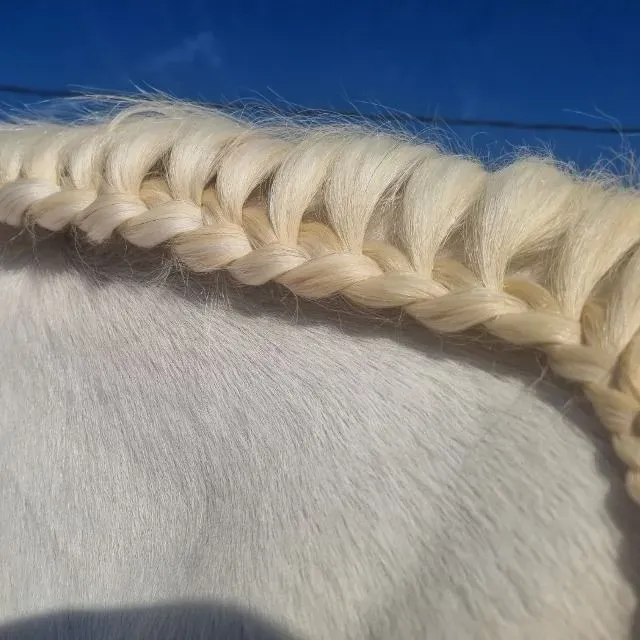 Winner in Braid Boss Competition - 4