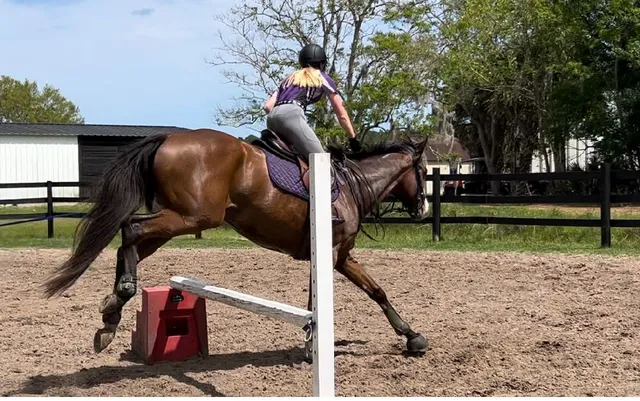Jumping without reins