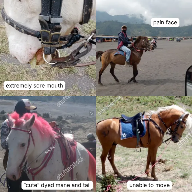 My experiences with horses for tourism💔