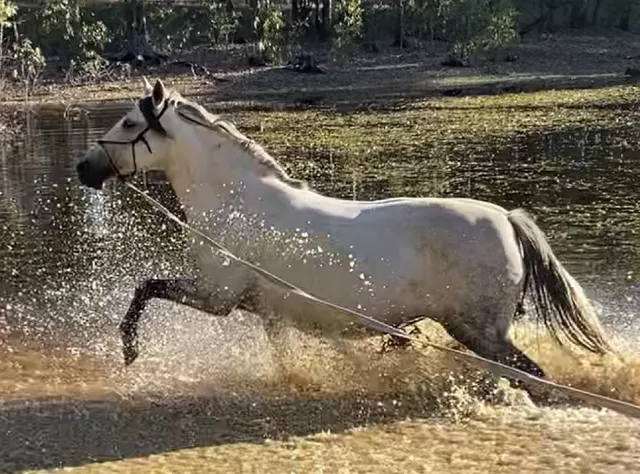 Lunging your horse in water is by far the best topline