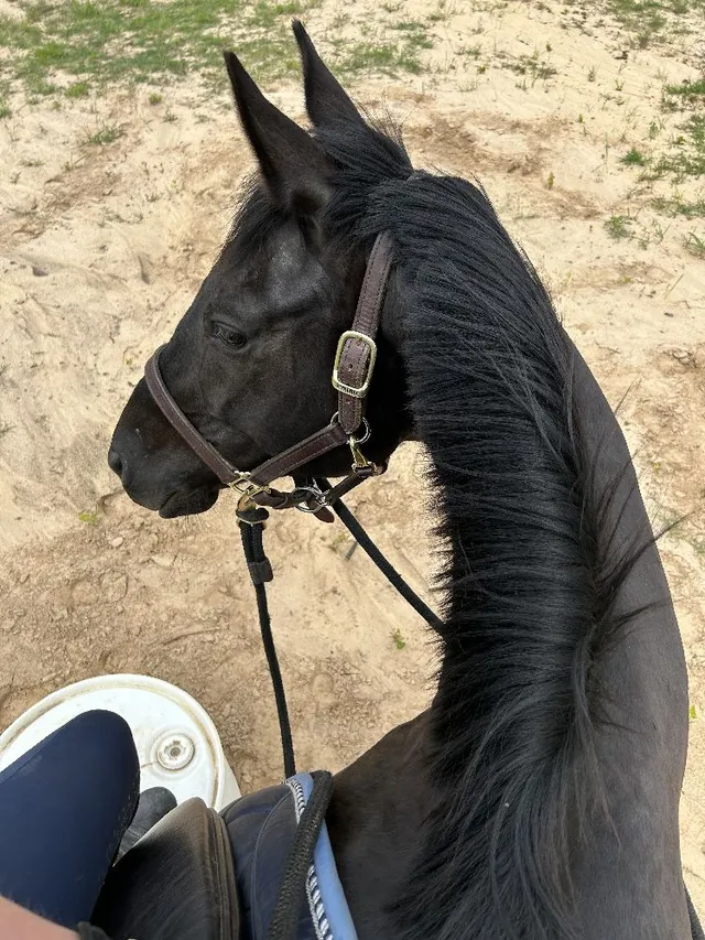 Riding in a halter