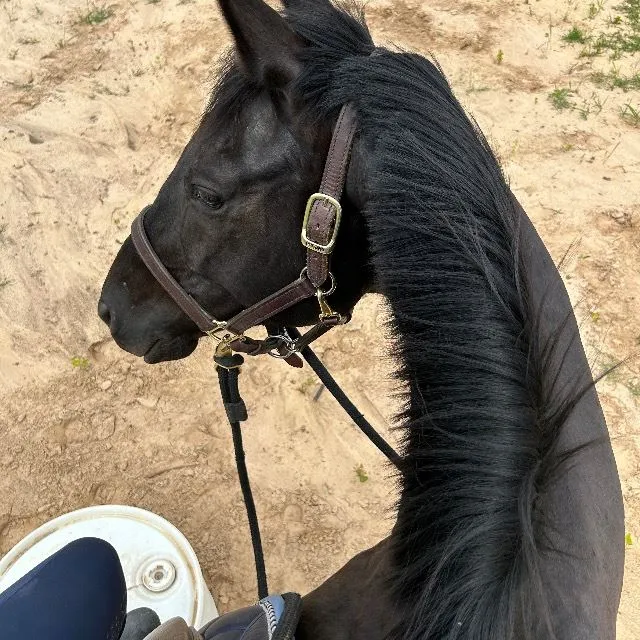 Riding in a halter