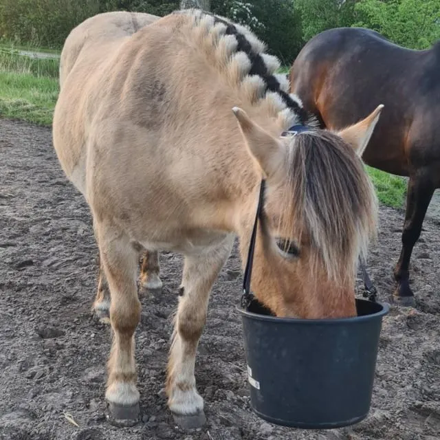 Food tips!  If your horse spills food next to the bucket or