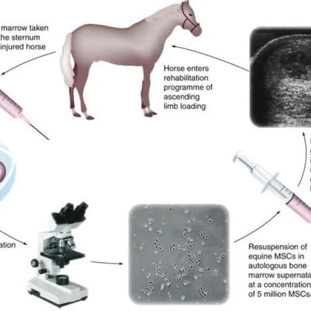 Regenerative Equine Medicine