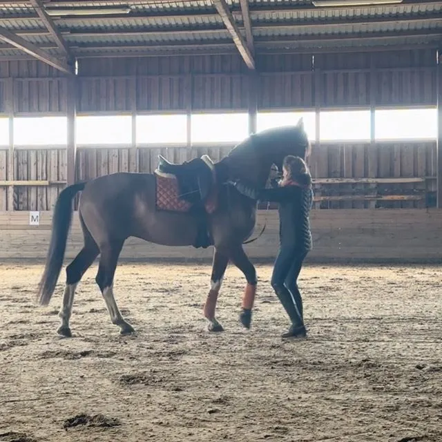Exercise in hand 🐎