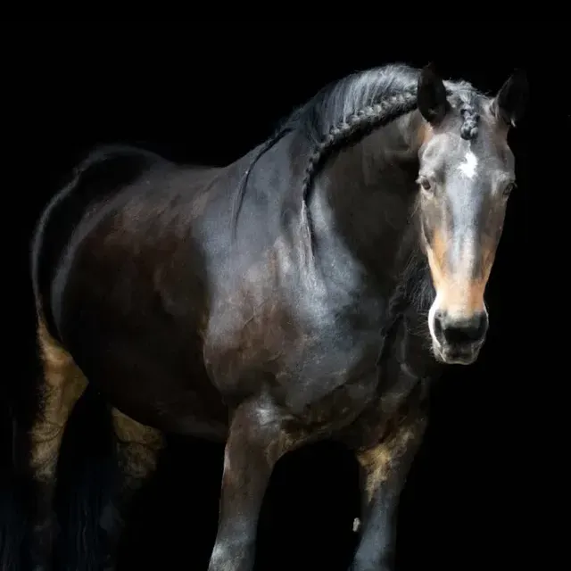 Mastering Equine Photography: Capturing Stunning Shots 📸